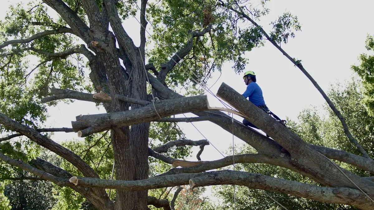 Professional Crown Thinning performed by certified arborists in Coleman