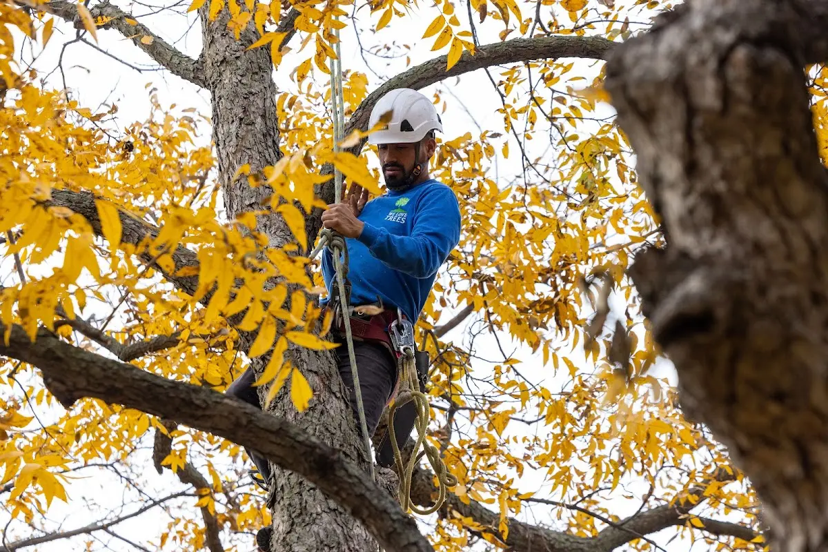 Skilled Storm Damage Cleanup crew working in Coleman